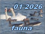 fauna 2026